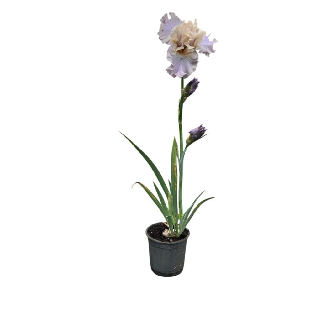 Nőszirom – IRIS GERMANICA