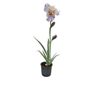 Nőszirom – IRIS GERMANICA