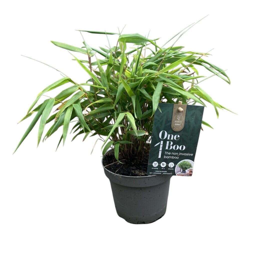 Panda bambusz – FARGESIA MURIELAE ‘RUFA’