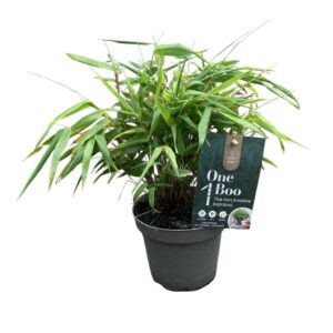 Panda bambusz – FARGESIA MURIELAE ‘RUFA’