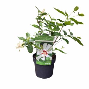 Illatos fűszercserje – CALYCANTHUS ‘VENUS’