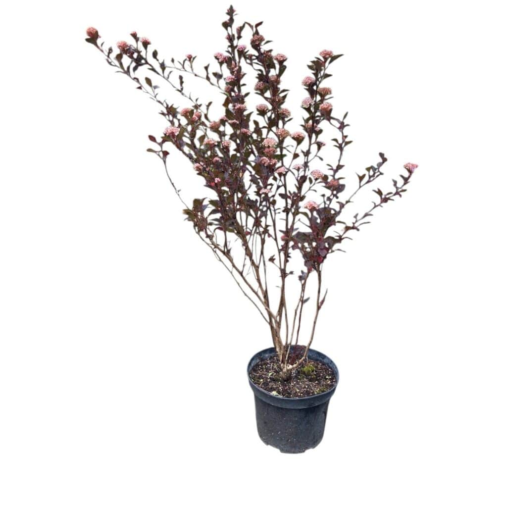 Borbolya – PHYSOCARPUS OPULIFOLIUS ‘LITTLE JOKER’