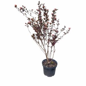 Borbolya – PHYSOCARPUS OPULIFOLIUS ‘LITTLE JOKER’