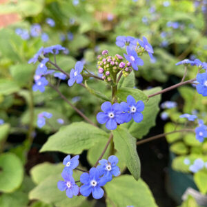 Kaukázusi nefelejcs – BRUNNERA MACROPHYLLA