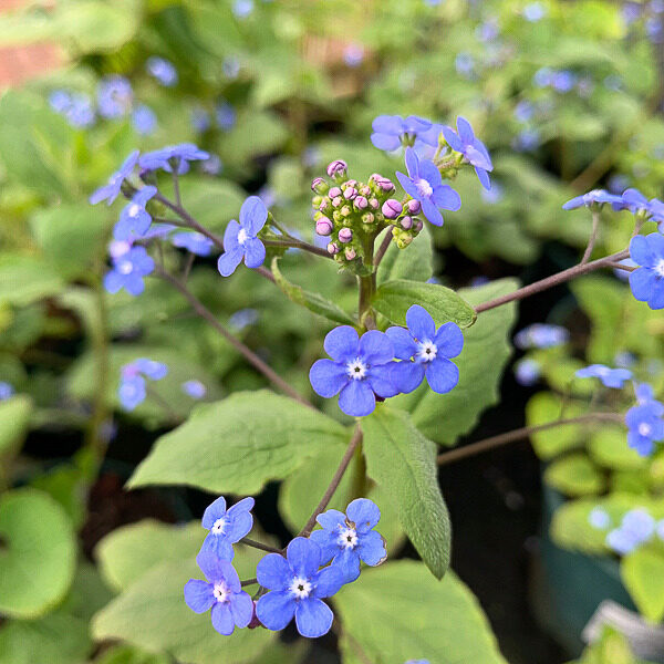 Kaukázusi nefelejcs – BRUNNERA MACROPHYLLA