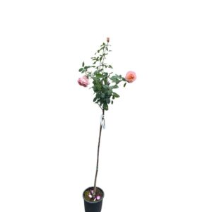 Magastörzsű rózsa ‘Consul’ – narancs (Rosa ‘Consul’)