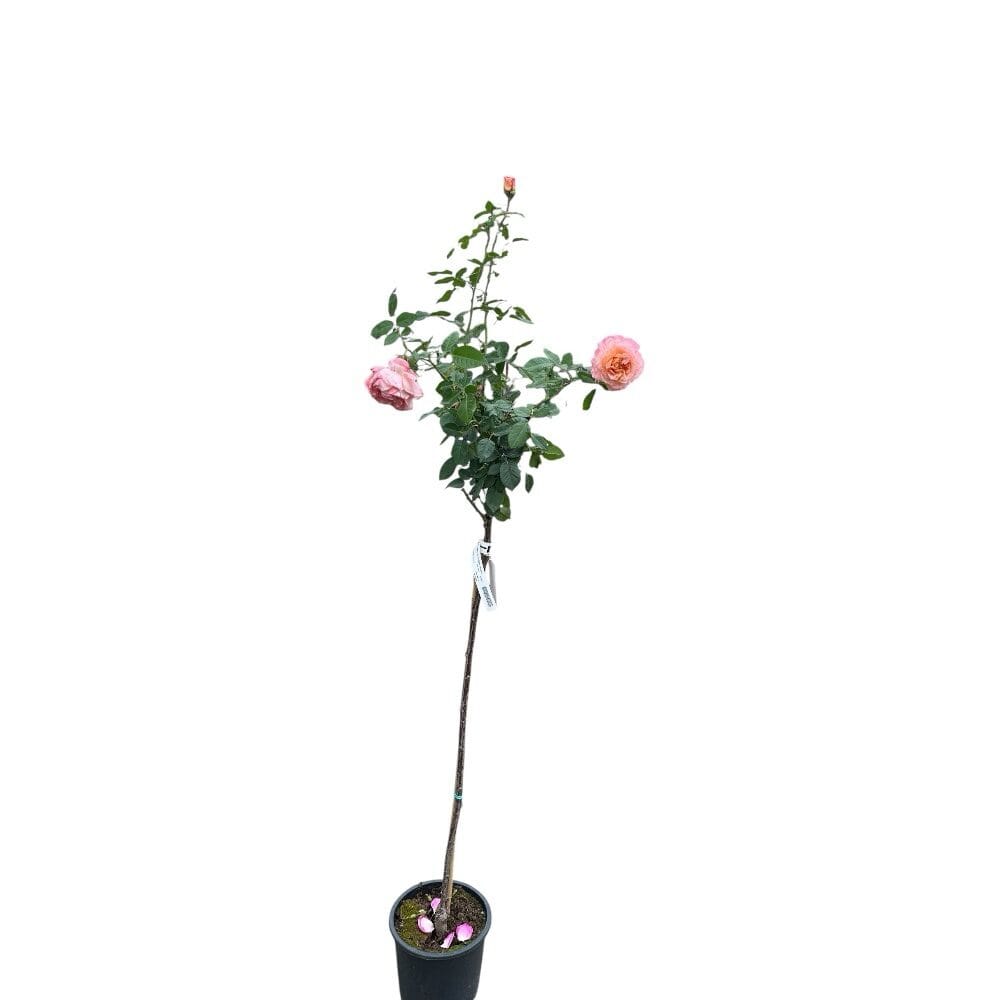 Magastörzsű rózsa ‘Consul’ – narancs (Rosa ‘Consul’)