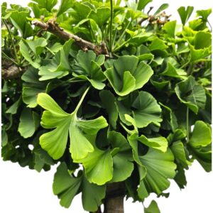 Törzsre oltott páfrányfenyő (Ginkgo biloba ‘Mariken’)
