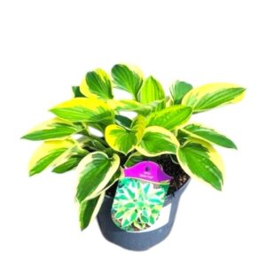 Árnyékliliom – HOSTA ‘BRIM CUP’