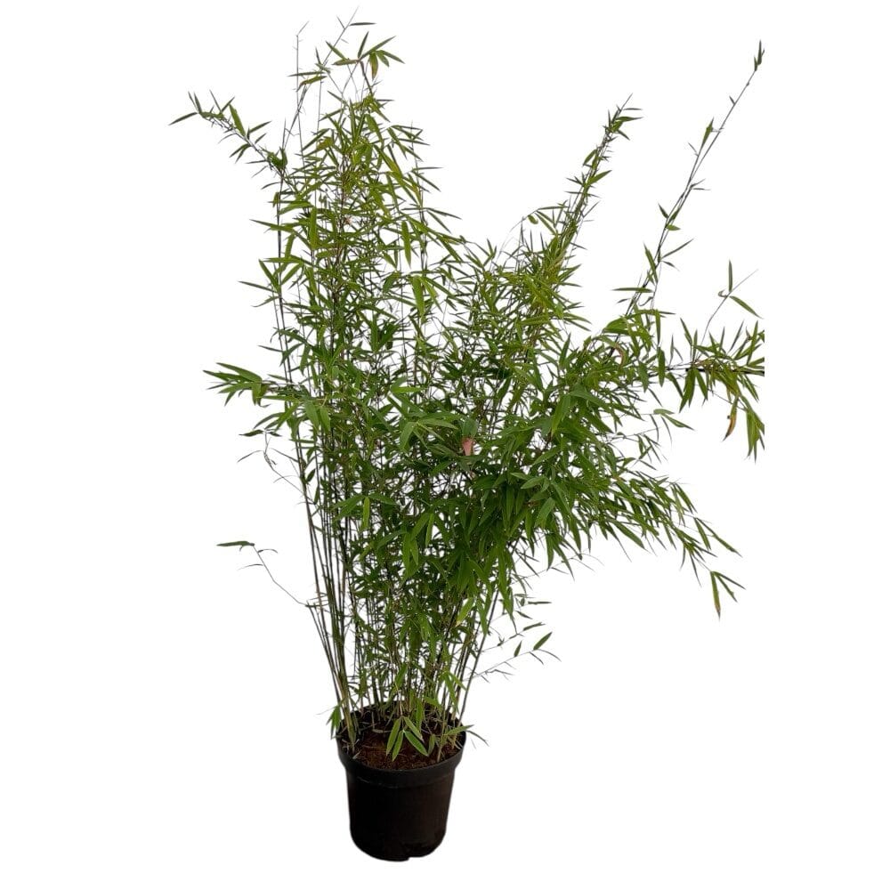Bokros bambusz (Fargesia nitida ‘Volcano’) (nem invazív fajta)