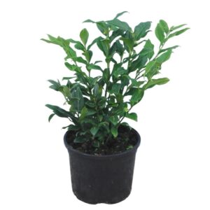 Bogyóspuszpáng – SARCOCOCCA SP.