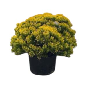 Aranylombú havasi törpefenyő – PINUS MUGO ‘CARSTEN’S WINTERGOLD’ (EXTRA)