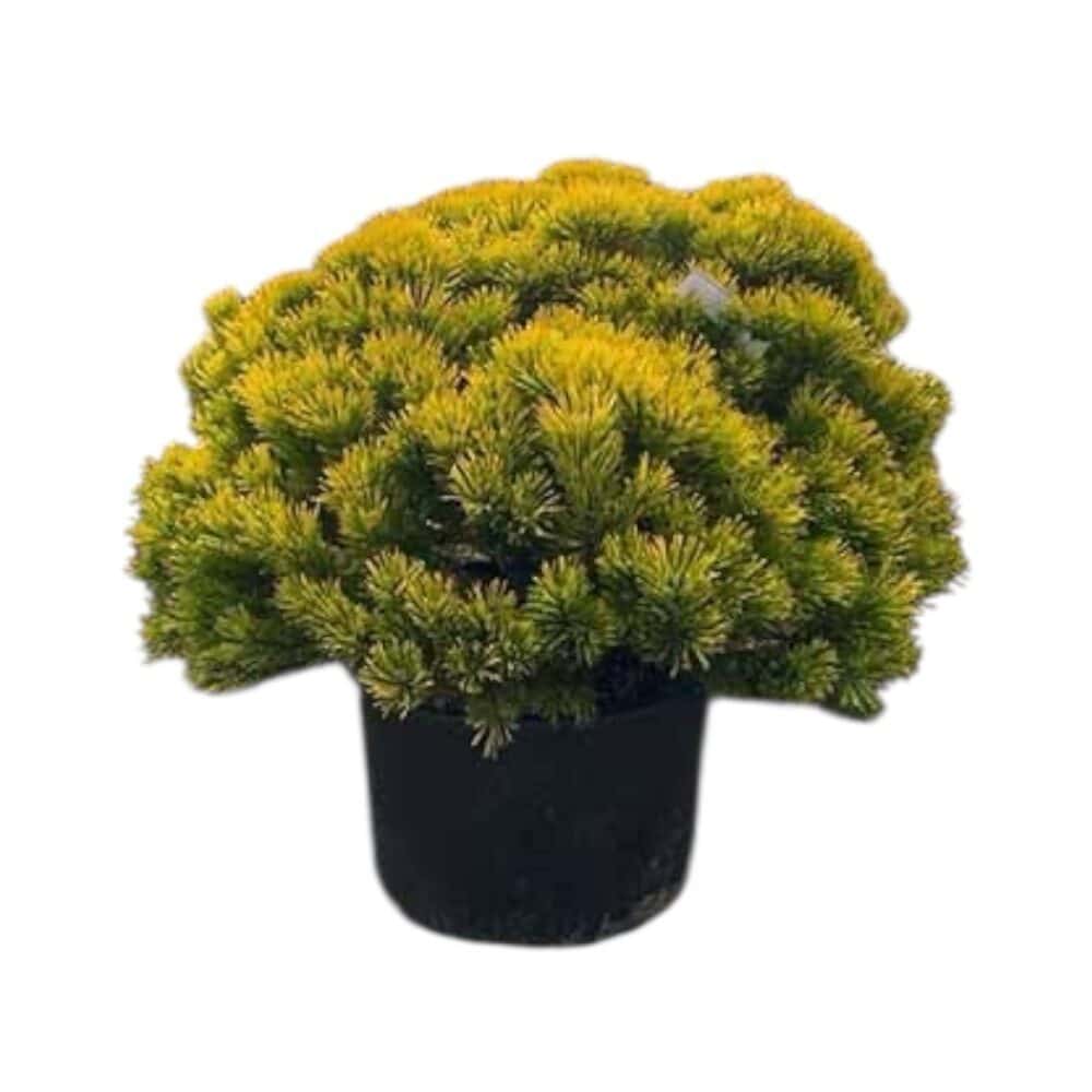 Aranylombú havasi törpefenyő – PINUS MUGO ‘CARSTEN’S WINTERGOLD’ (EXTRA)
