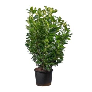Babérmeggy (Prunus laurocerasus ‘Etna’)