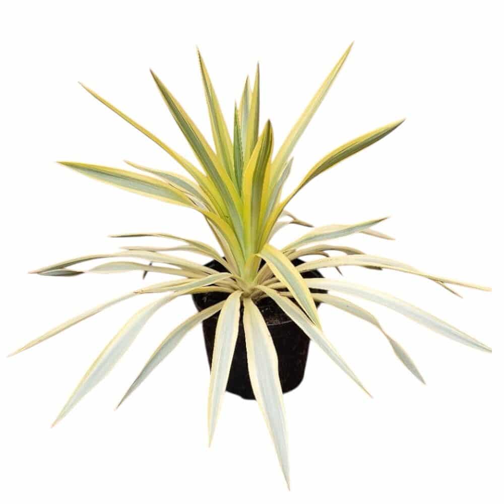 Citromsárga-tarka pompás jukka – YUCCA GLORIOSA ‘CITRUS TWIST’
