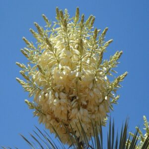 Citromsárga-tarka pompás jukka – YUCCA GLORIOSA ‘CITRUS TWIST’