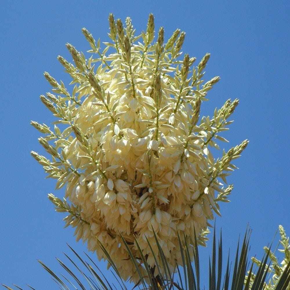 Citromsárga-tarka pompás jukka – YUCCA GLORIOSA ‘CITRUS TWIST’