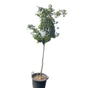Szürke juhar (acer griseum)