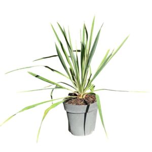 Sárgatarka pálmaliliom – YUCCA FILAMENTOSA ‘BRIGHT EDGE’