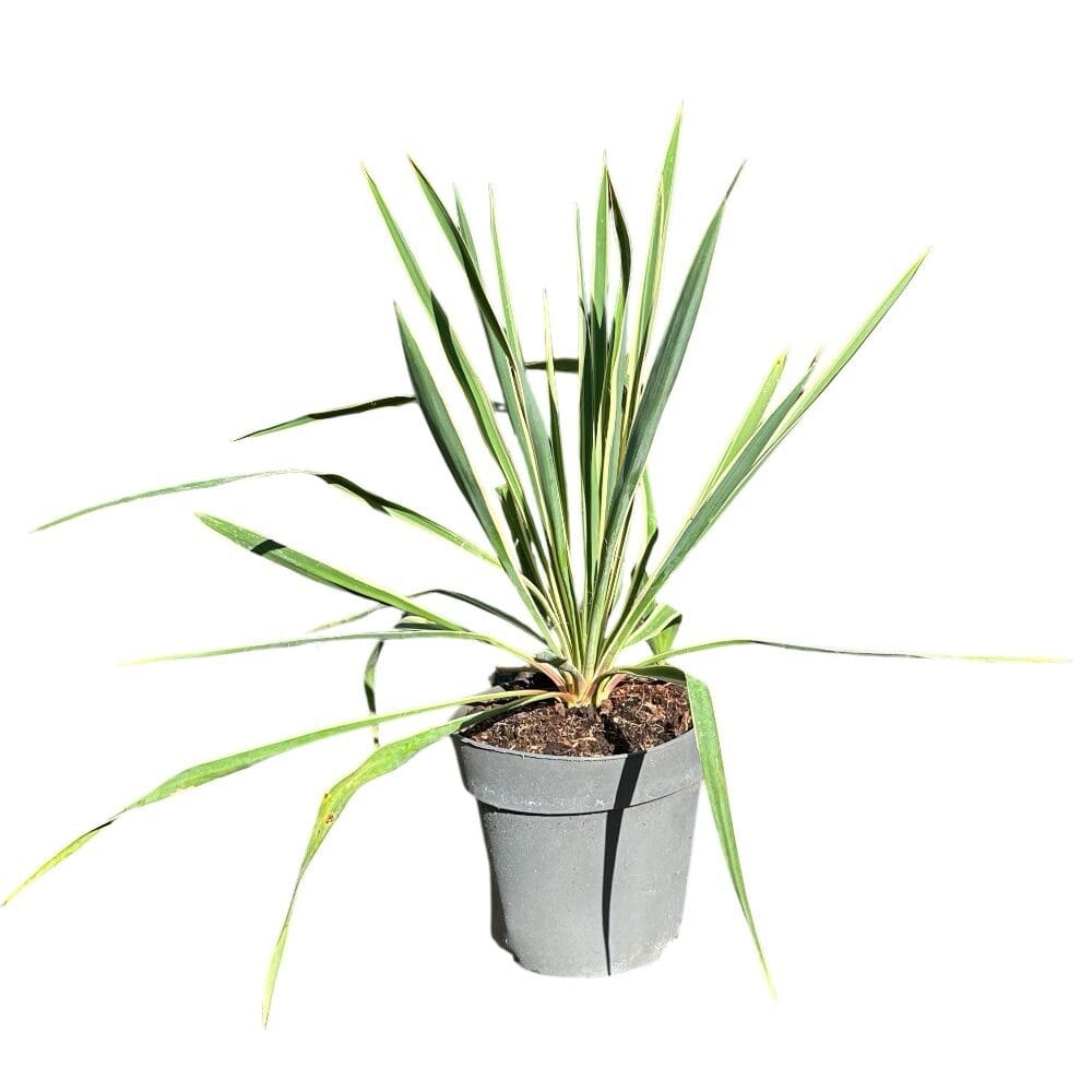 Sárgatarka pálmaliliom – YUCCA FILAMENTOSA ‘BRIGHT EDGE’