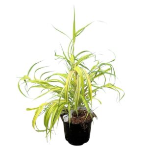 Arany Japán szálkafű – HAKONECHLOA MACRA ‘AUREOLA’