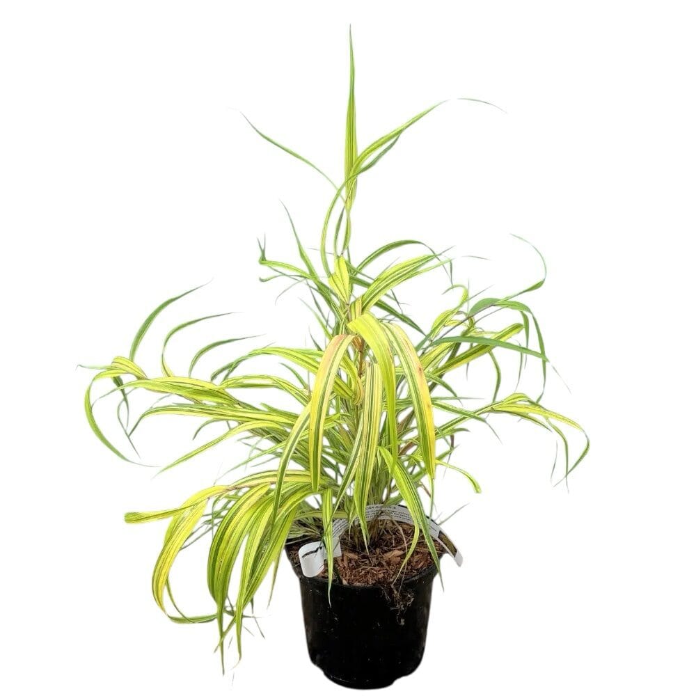Arany Japán szálkafű – HAKONECHLOA MACRA ‘AUREOLA’
