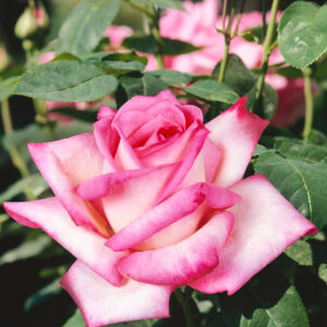 Bokorrózsa ‘Double Delight’ – rózsaszín-krém (Rosa ‘Double Delight’)