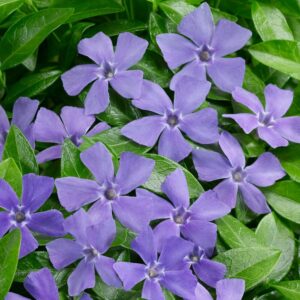 Kis meténg (Vinca minor)