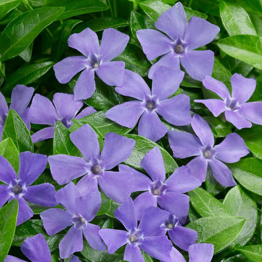 Kis meténg (Vinca minor)