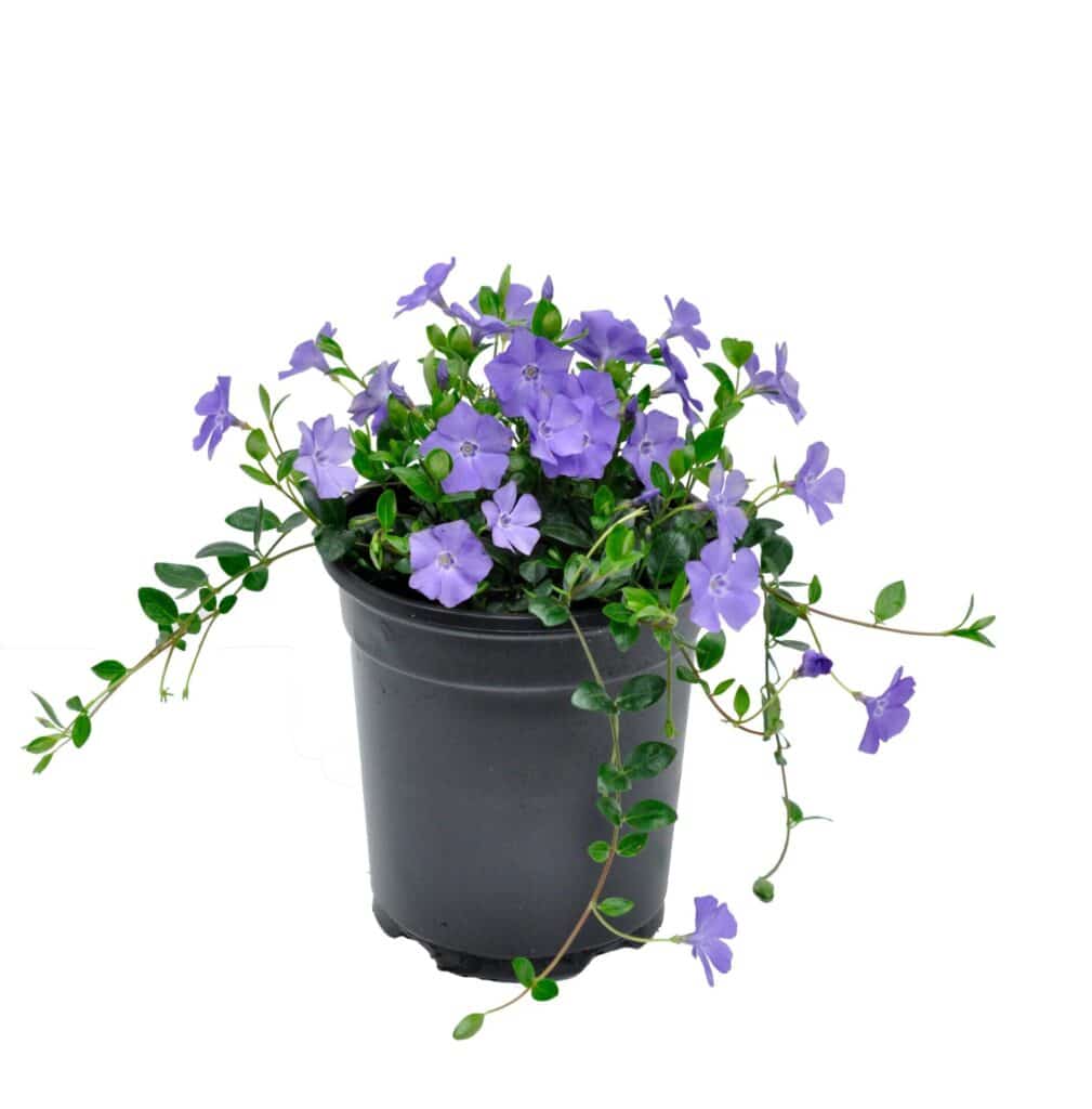 Kis meténg (Vinca minor)