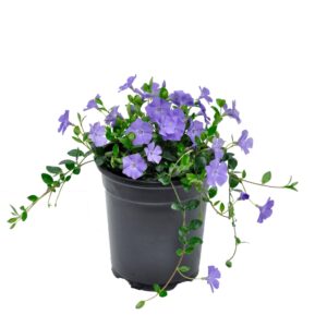 Kis meténg (Vinca minor)