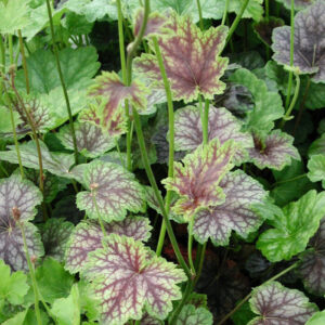Amerikai tűzeső – HEUCHERA AMERICANA ‘DALE’S STRAIN’