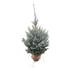 Ezüstfenyő (picea pungens ‘super blue seedling’)