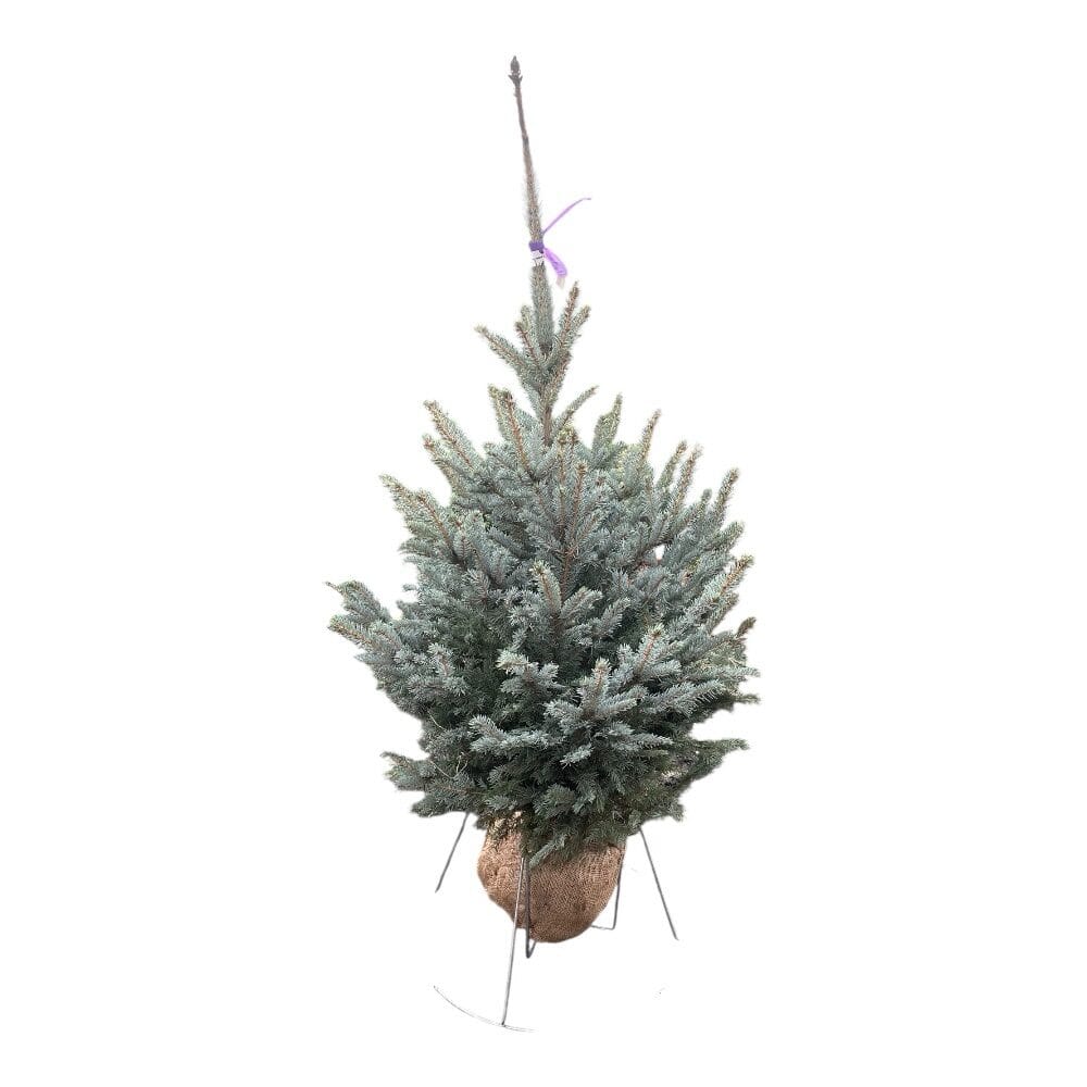 Ezüstfenyő (picea pungens ‘super blue seedling’)