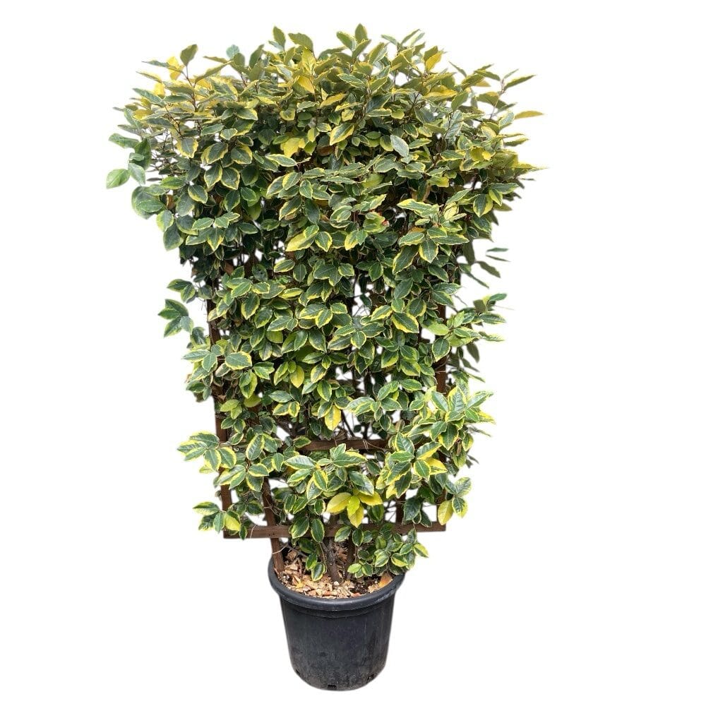 Tarka ezüstfa növényfal (elaeagnus ebbingei ‘viveleg’)