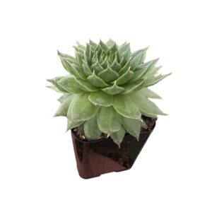 Kövirózsa – SEMPERVIVUM SP.