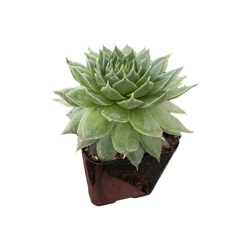 Kövirózsa – SEMPERVIVUM SP.