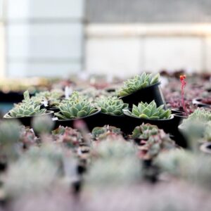 Kövirózsa – SEMPERVIVUM SP.