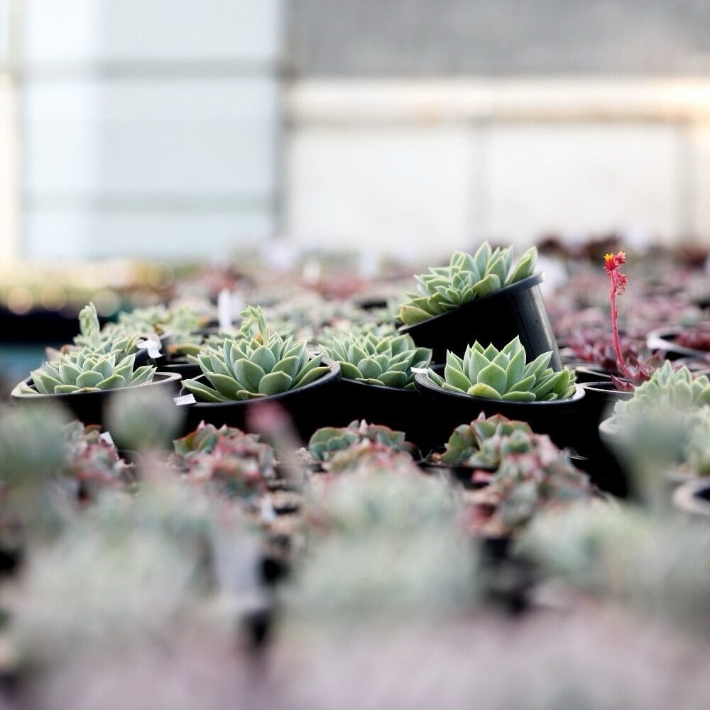 Kövirózsa – SEMPERVIVUM SP.