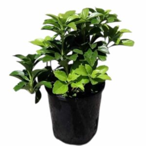 Japán kövérke – PACHYSANDRA TERMINALIS