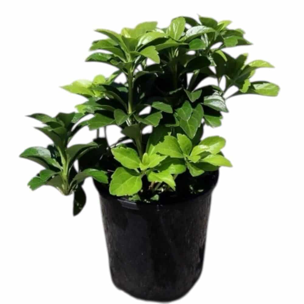 Japán kövérke – PACHYSANDRA TERMINALIS