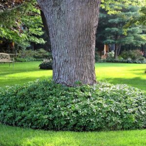 Japán kövérke – PACHYSANDRA TERMINALIS