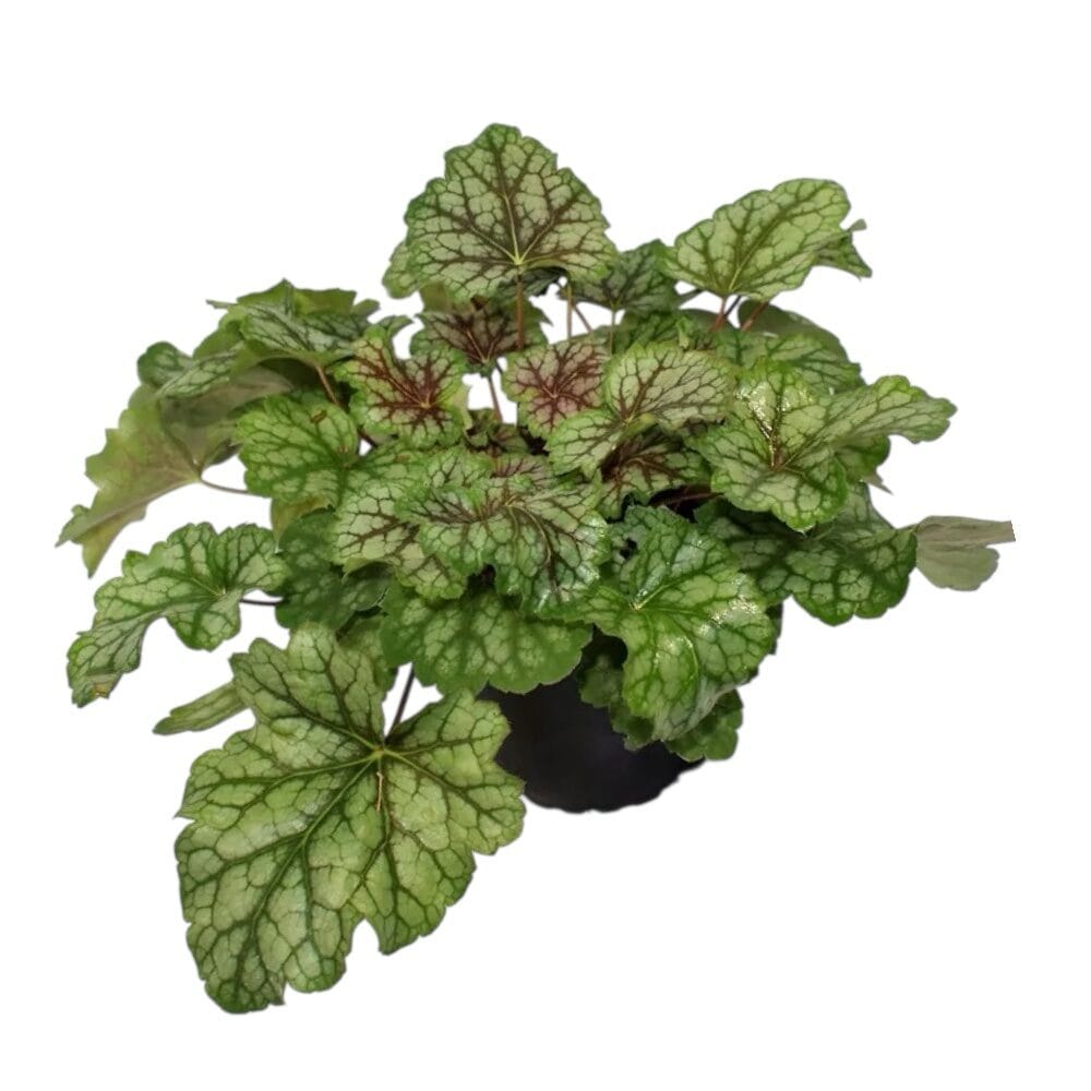 Amerikai tűzeső – HEUCHERA AMERICANA ‘DALE’S STRAIN’