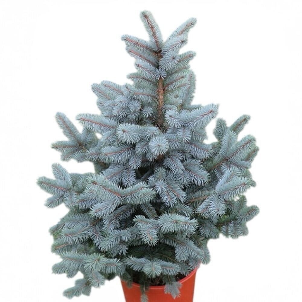 Ezüstfenyő (picea pungens ‘super blue seedling’)