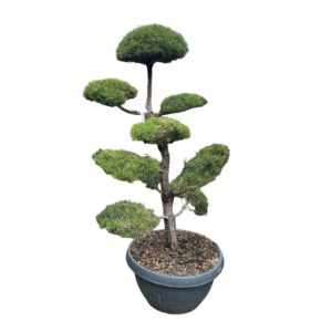 Erdeifenyő pom-pon (pinus sylvestris)