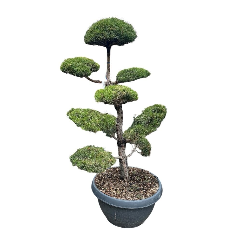 Erdeifenyő pom-pon (pinus sylvestris)