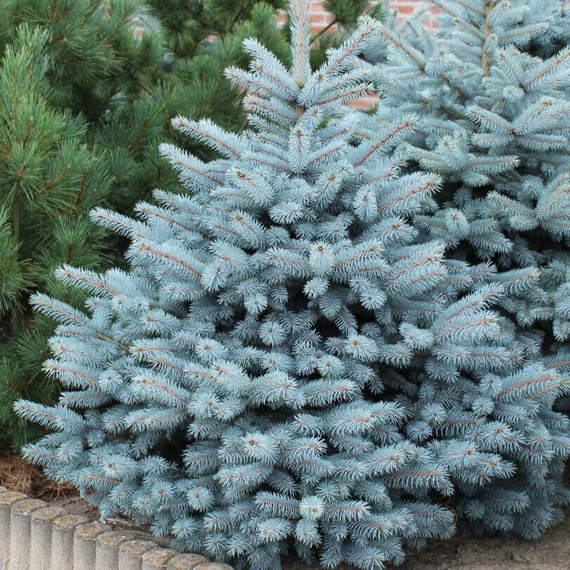 Ezüstfenyő (picea pungens ‘super blue seedling’)