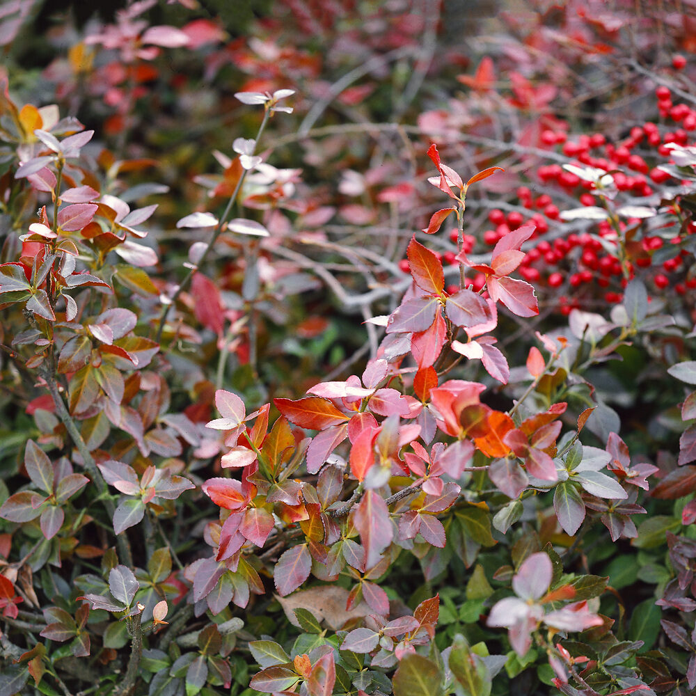 Bíbor kúszó kecskerágó (euonymus fortunei ‘coloratus’)