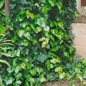 Ír borostyán (hedera helix ‘hibernica’)
