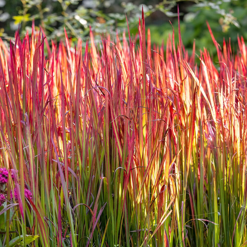 Vörös díszfű (imperata cylindrica ‘red baron’)